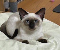 先代猫を亡くして5年、譲渡会で出会った保護子猫　控えめな甘え方が愛おしい家族の一員に