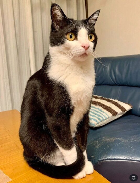 美しい毛並みのカツオくん