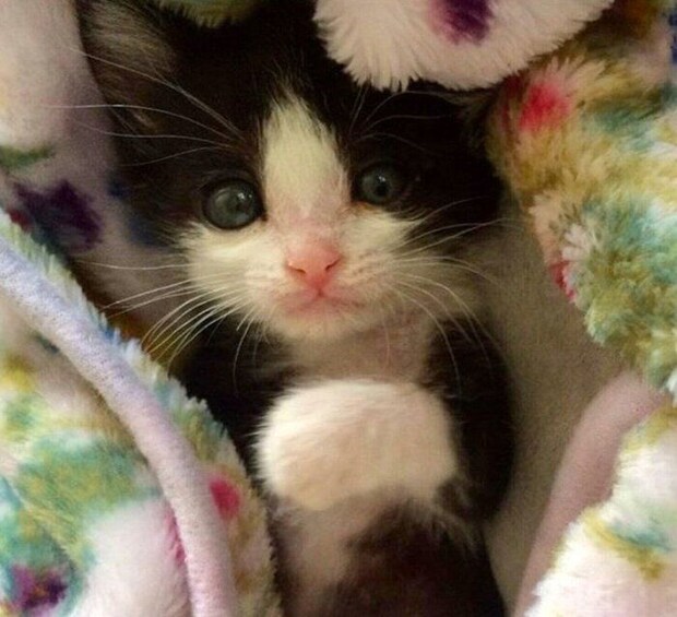 お迎え当時のカツオくん