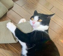 新しいものが大好きな元保護猫に「新品スリッパ」を見せたら→興奮気味に“検品”する様子が愛おしい