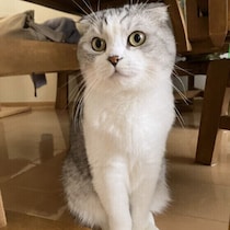 愛猫の“下僕”です！　飼い主さんに自覚させる猫の行動を紹介