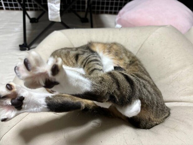 独特な伸びをするソーダくん