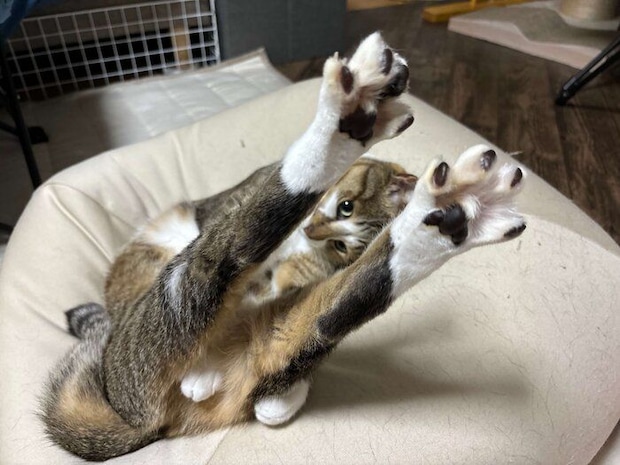 独特な伸びをするソーダくん