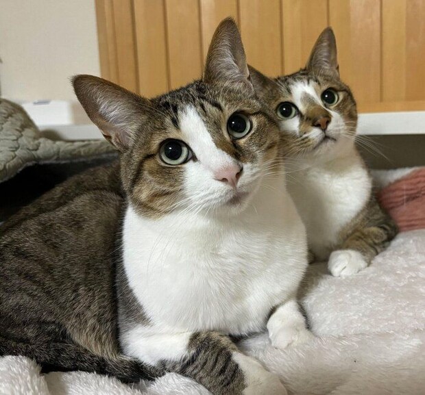 仲良しなレモンちゃん、ソーダくん