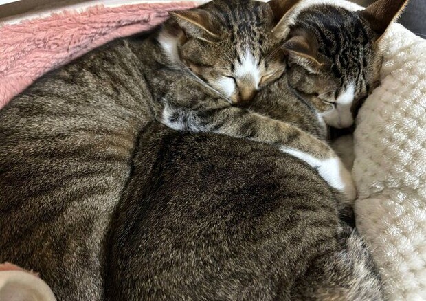 仲良く眠るソーダくん、レモンちゃん