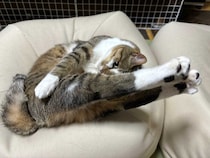 後ろ足をピーン！　「体操選手みたい」と注目を集めた猫の独特すぎるポーズが可愛い