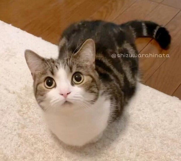 飼い主さんと目が合ったひなたくん