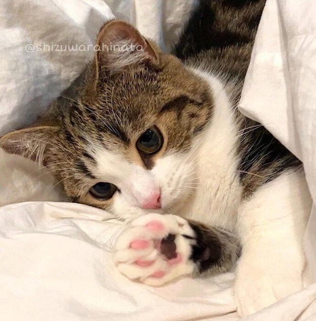 まったりするひなたくん