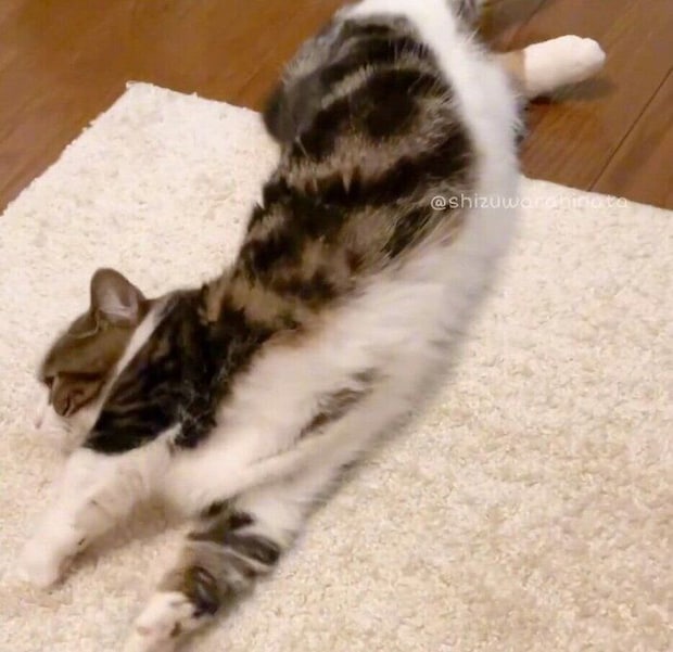 ゴロンと寝転がるひなたくん