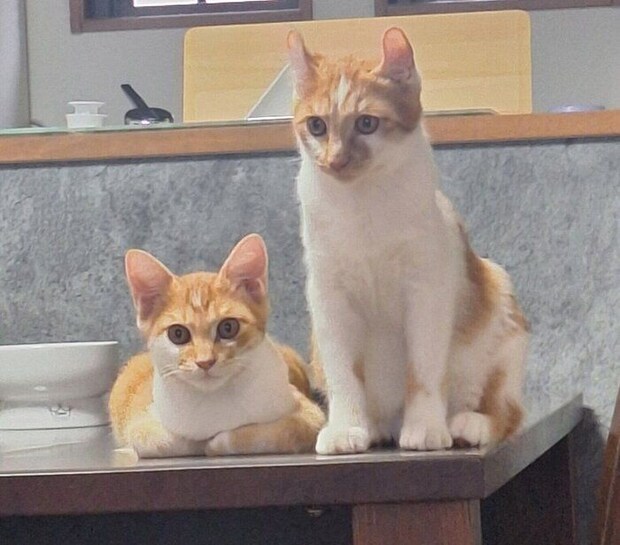 スクスク成長中のゆずくん、ごまくん