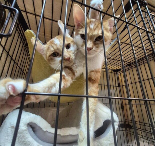 ハンモックの中でぎゅうぎゅうになる2匹