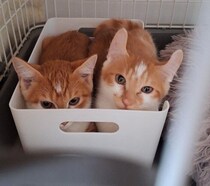 「元気いっぱいのイタズラっ子」な兄弟保護猫をお迎え　4カ月後、ワチャワチャしながら仲良く成長する様子にほっこり