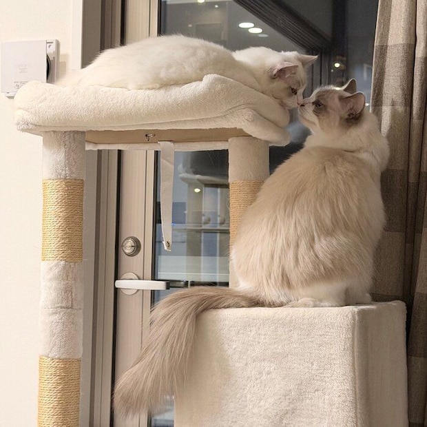 仲良く鼻チューする2匹