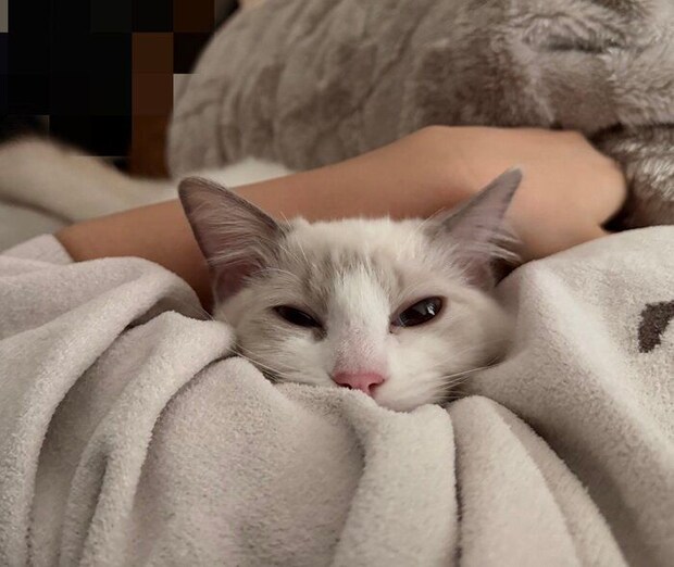 飼い主さんの腕枕でまったりするルルちゃん