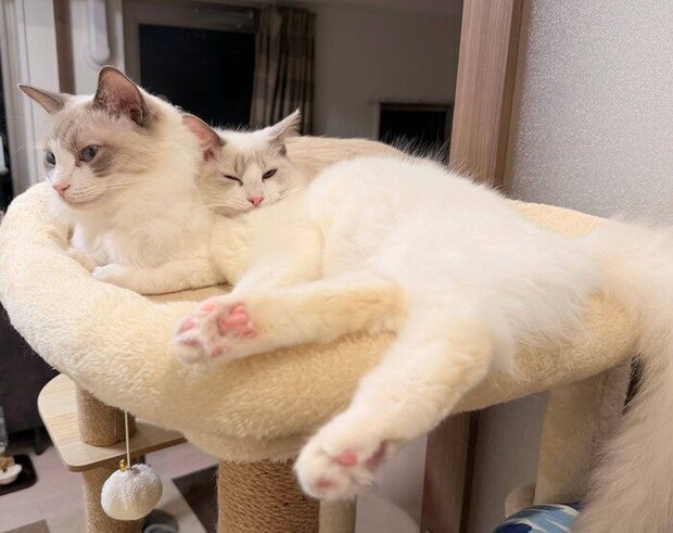 仲良しなルルちゃん、シェリーちゃん