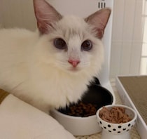 「仲良くなってくれるか心配」だった先住猫と新入り猫　慎重なスタートから“寄り添う関係”へ