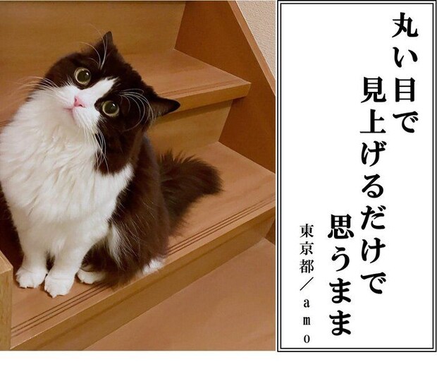 【猫部門：優秀賞】amoさん／あもちゃん