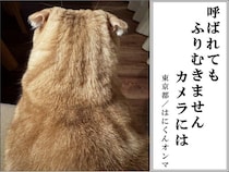 【第7回犬猫あるある川柳　猫部門】最優秀・優秀作品を発表します！