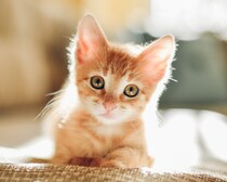 大切な愛猫を守ってあげるために知っておきたい　「ねこのしぐさ・鳴き声事典」もらえる