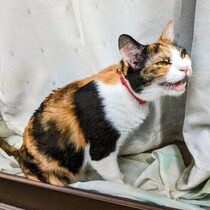 猫がよく鳴く理由は？ あまり鳴かない猫との違いを獣医師に聞いた