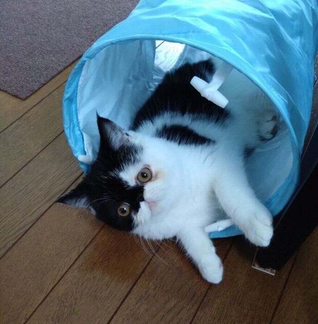 生後4カ月のエキゾチックショートヘア