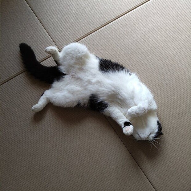 仰向けに寝転ぶエキゾチックショートヘア