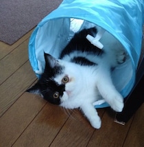 見る度にかわいく大きくなっていく姿を見て、生後4カ月の子猫と家族に→1年でたくましくなり「かわいくてふてぶてしい猫さん」に成長！