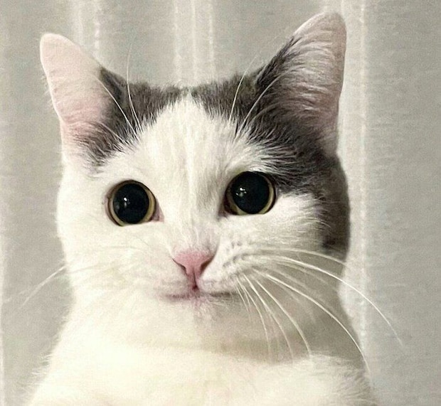 悔しそうな顔をするフクちゃん