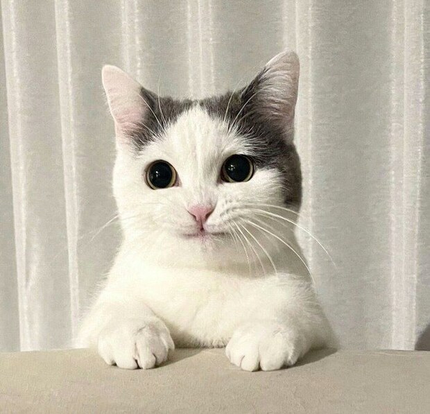 悔しそうな顔に見えるフクちゃん