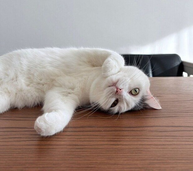 寝転がるフクちゃん