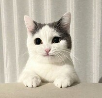 猫じゃらしを捕まえられず、思わず下唇を“キュッ”!?　猫のもどかしそうな表情にクスッ