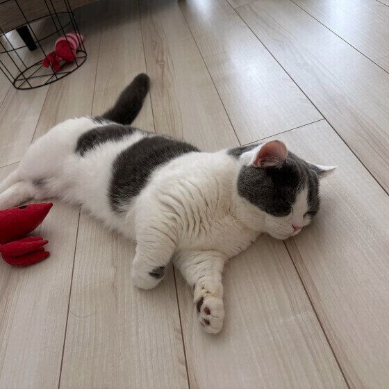 床で寝落ちするマンチカン