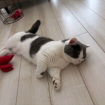 【調査】愛猫が突然「寝落ち」することはある？　獣医師の解説つき