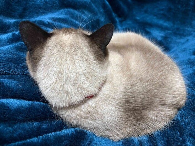 後頭部も可愛いクロエちゃん