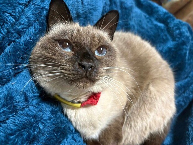 まったりするクロエちゃん