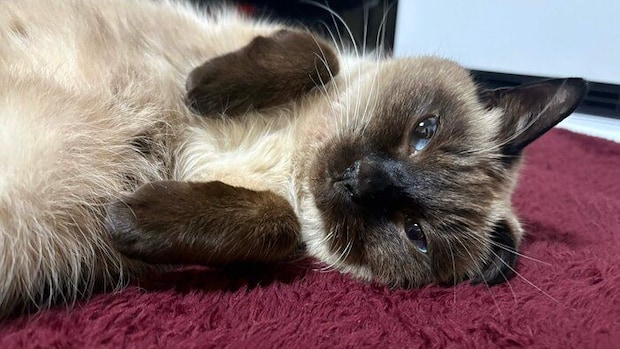 寝転がるクロエちゃん