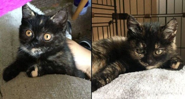 子猫時代のよもぎちゃん、めいちゃん