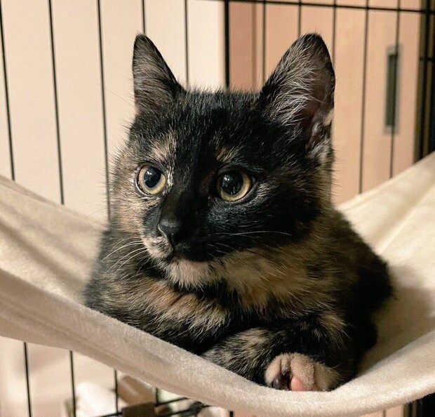 子猫時代のよもぎちゃん