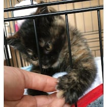 「ひとりにはしておけない！」と迎えた保護子猫　約5年後、“可愛い自覚あり”な甘えん坊に成長！