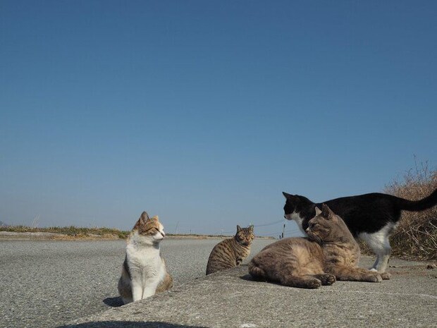 画像提供／猫から目線。