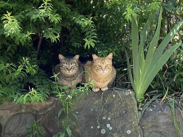 画像提供／猫から目線。