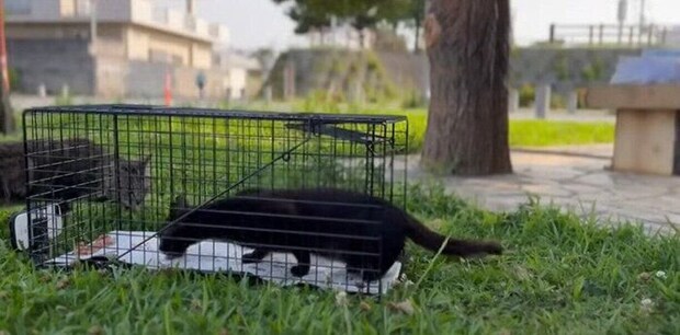 画像提供／猫から目線。