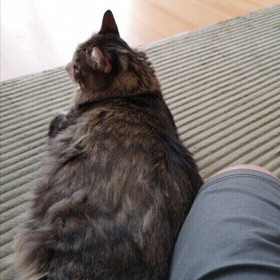 ひざに体をくっつけるメインクーン