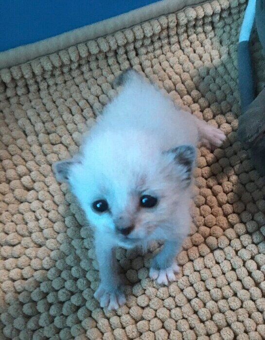 保護当時のおもちちゃんの様子