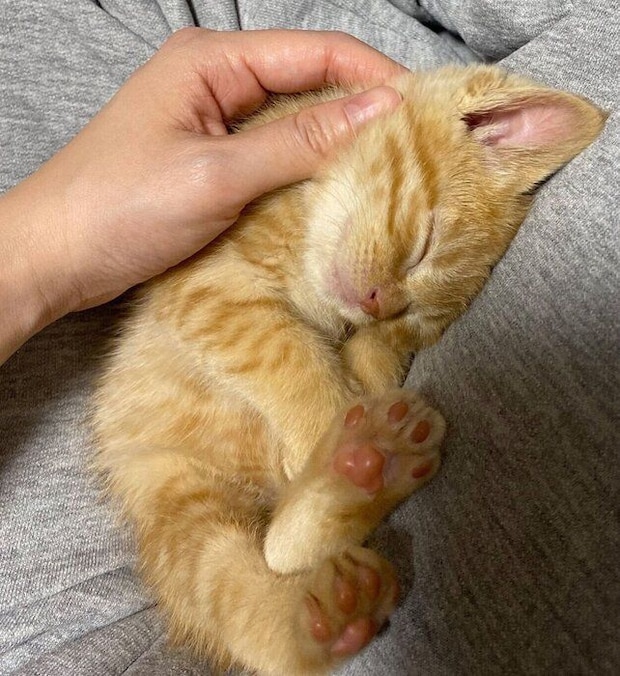 生後1カ月のころに撮影したつぶちゃん