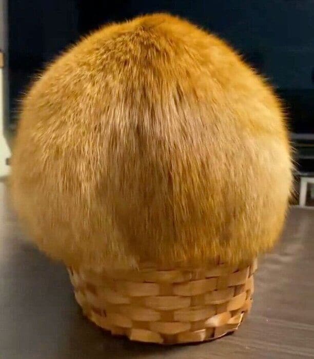 小さなカゴに入るつぶちゃん