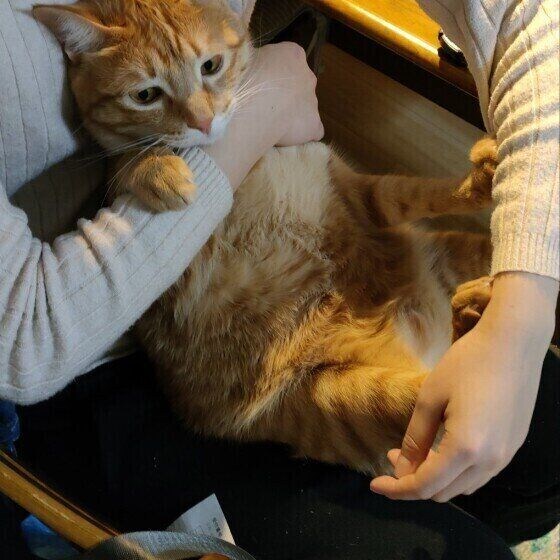 抱っこを拒否する茶トラ猫