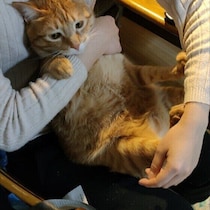 愛猫にスキンシップを拒否されたことはある？　その心理を獣医師が解説