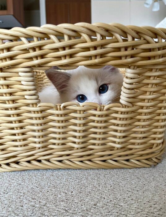 生後3カ月のラグドールの子猫