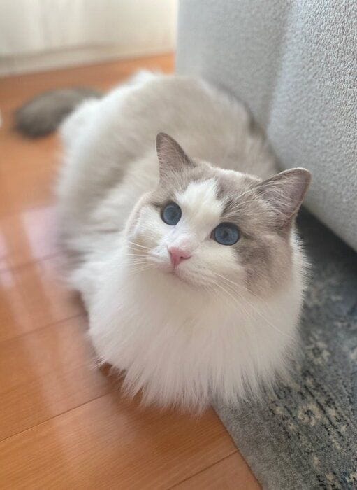 香箱座りをしているラグドール